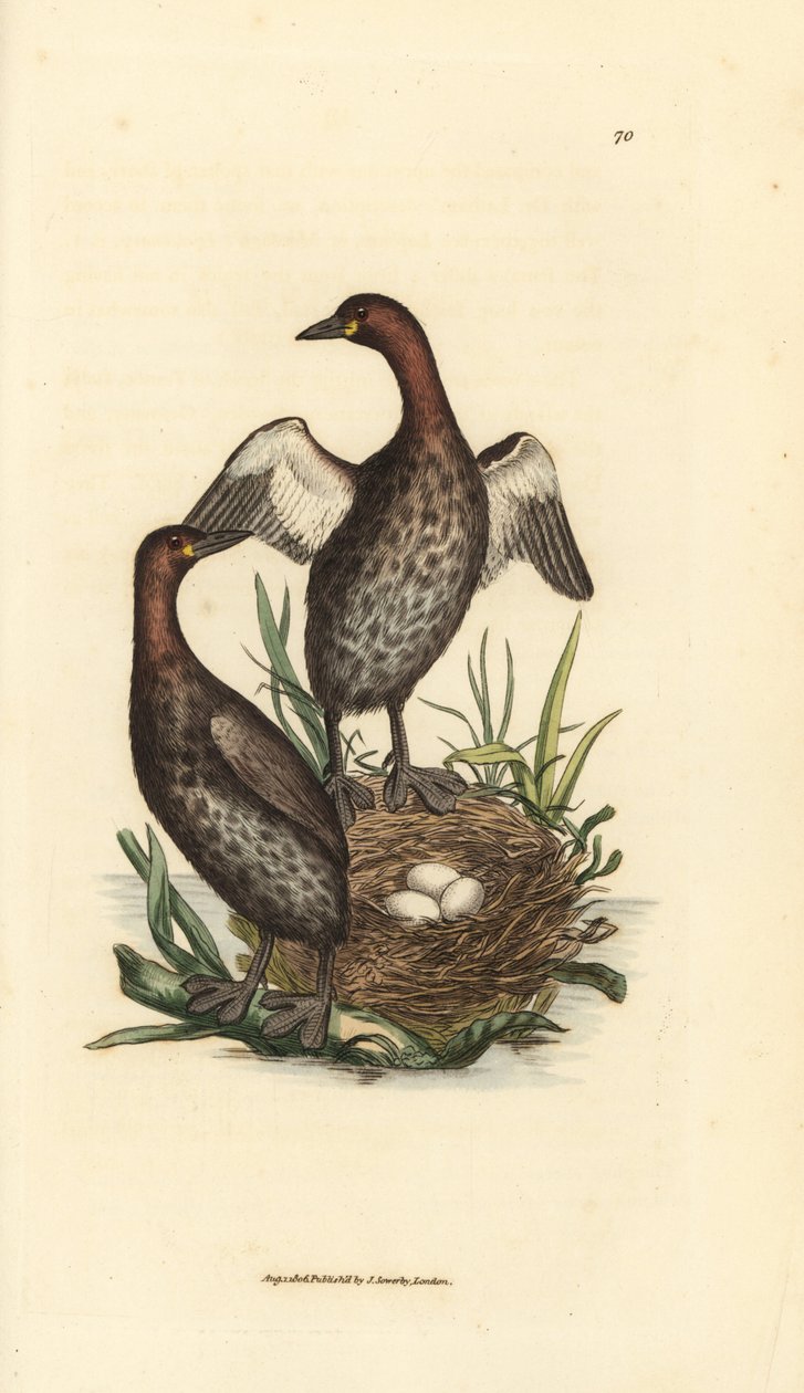 Potápka malá, Tachybaptus ruficollis (Potápka černobradá, Colymbus hebridicus?). Spárujte na hnízdě se třemi vejci. Ručně kolorovaná mědirytina od Jamese Sowerbyho z The British Miscellany nebo barevné figurky nového, vzácného nebo málo známého zvířete od James Sowerby