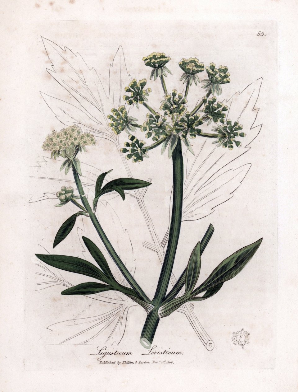 Liveche (Ligustium levistium) neboli horská bolest. Ručně kolorovaná mědirytina z ilustrace Jamese Sowerbyho. Výňatek z knihy Williama Woodvilla a Sira Williama Jacksona Hookera „“ Botanique medicale““ 1832. Neúnavný Sowerby (1757-1822) od James Sowerby