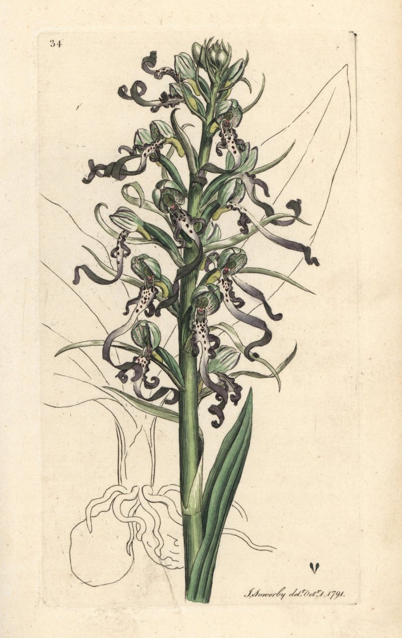 Ještěrka orchidej, Himantoglossum hircinum (Ještěrka satyrion nebo ochis, Satyrium hircinum). Ručně kolorovaná mědirytina podle ilustrace Jamese Sowerbyho z James Smith