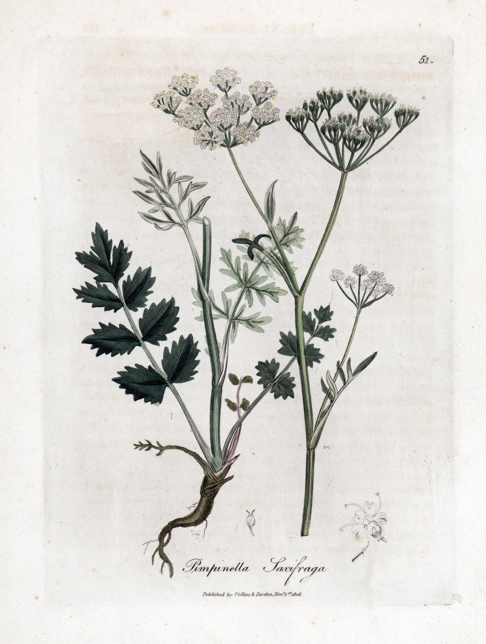 Lomikámen lomikámen - Burnet saxifraga, Pimpinella saxifraga. Ručně kolorovaná mědirytina z botanické ilustrace Jamese Sowerbyho z Williama Woodvilla a Sira Williama Jacksona Hookera "" Medical Botany "," John Bohn, Londýn od James Sowerby