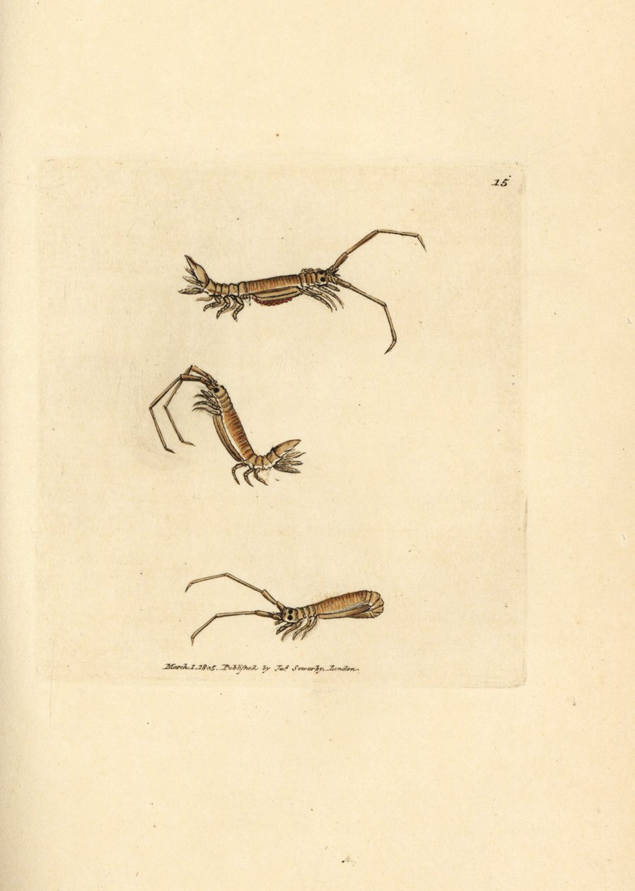 Stejnonožec dlouhorohý, Astacilla longicornis (Oniscus longicornis). Ručně kolorovaná mědirytina od Jamese Sowerbyho z The British Miscellany nebo Barevné figurky nových, vzácných nebo málo známých zvířecích předmětů. od James Sowerby