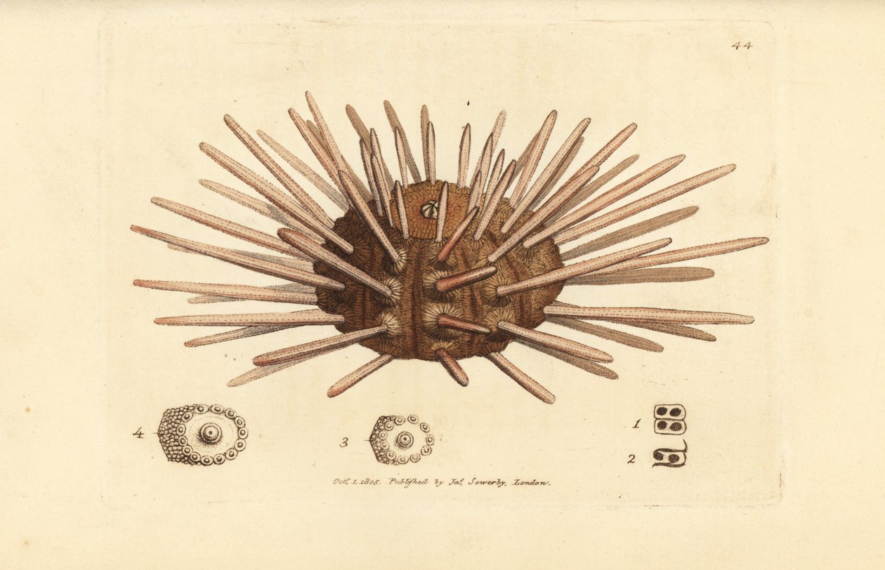 Ježovka z břidlicového pera, cidaris cidaris (Echinus cidaris). Ručně kolorovaná mědirytina od Jamese Sowerbyho z The British Miscellany nebo Barevné figurky nových, vzácných nebo málo známých zvířecích předmětů. od James Sowerby