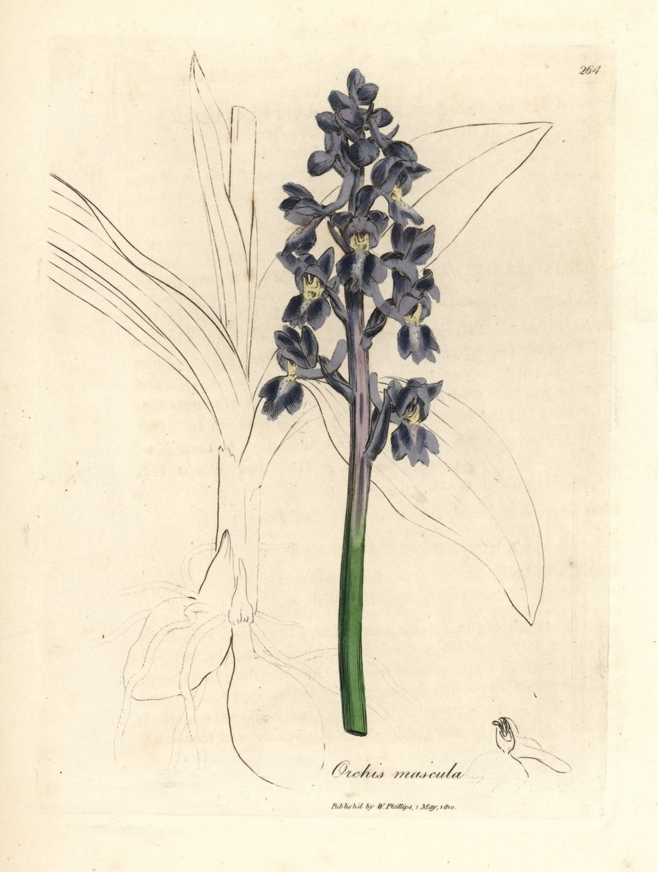 Samčí orchideje, samčí orchideje od James Sowerby