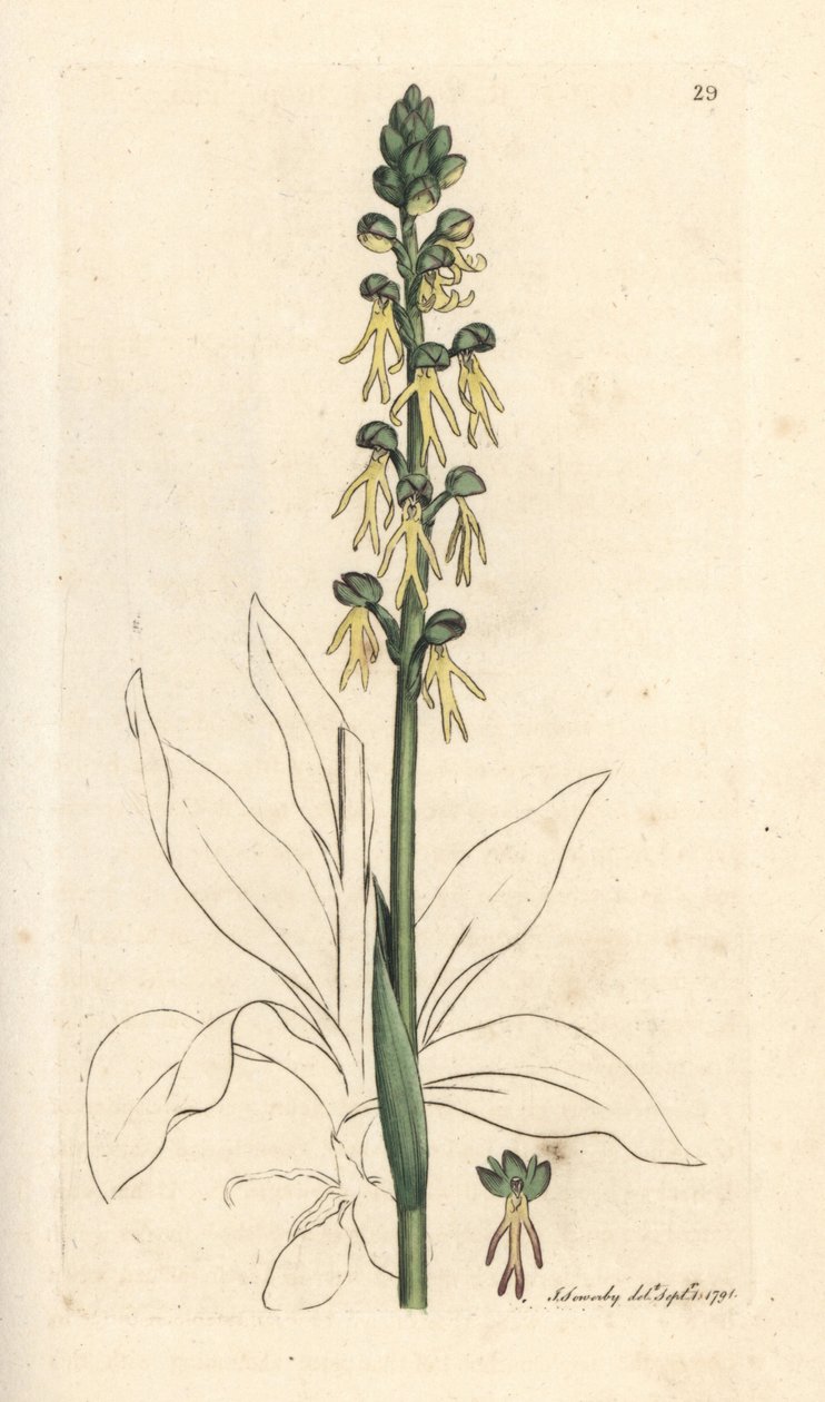 Orchis antropophora (Vstavač zelený, Ophrys anthropophora). Ručně kolorovaná mědirytina podle ilustrace Jamese Sowerbyho z James Smith
