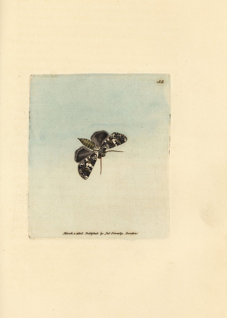 Můra korunka mramorovaná, Hadena confusa (Phalaena x-scriptum). Ručně kolorovaná mědirytina od Jamese Sowerbyho z The British Miscellany nebo Barevné figurky nových, vzácných nebo málo známých zvířecích předmětů. od James Sowerby