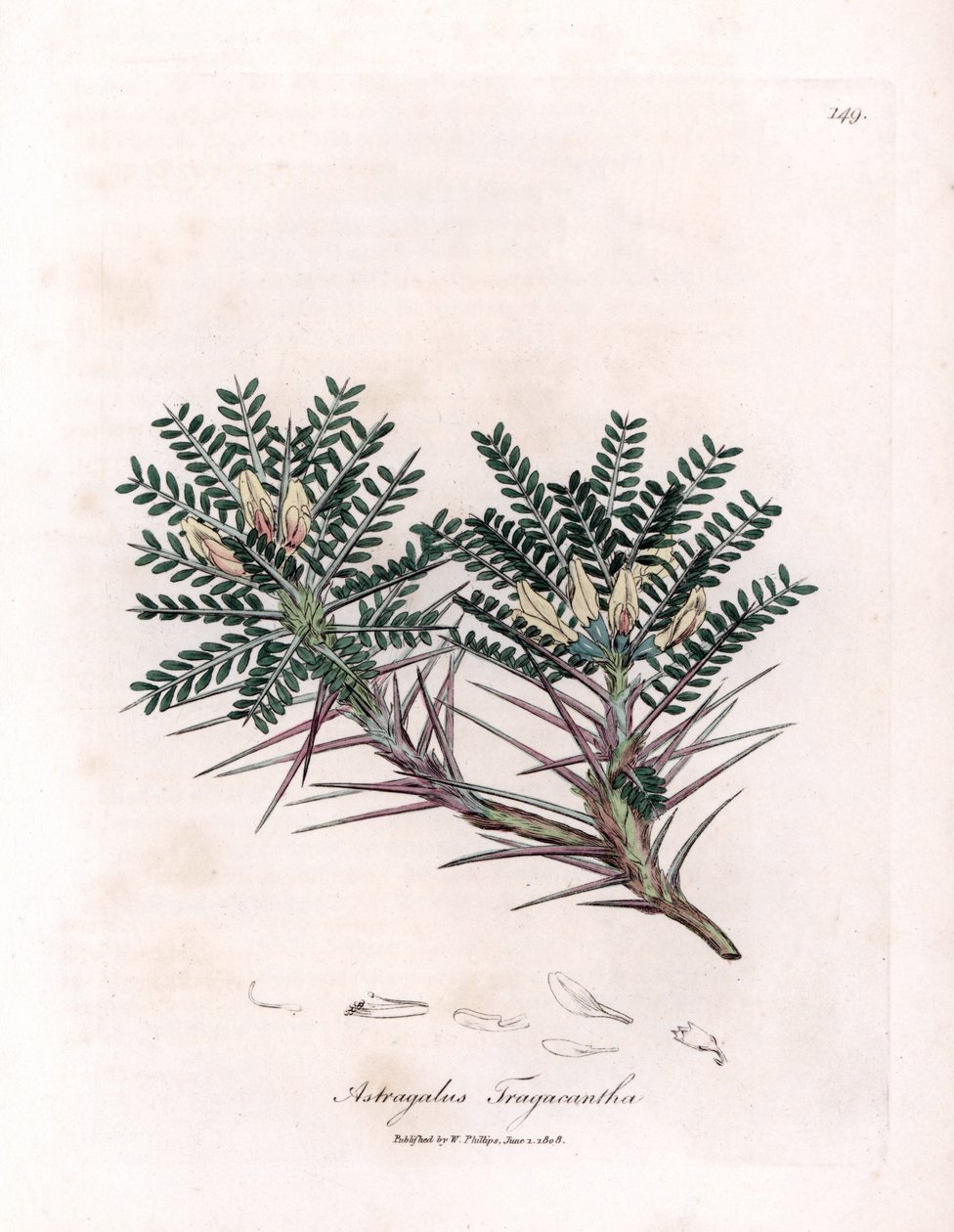 Marseille Astragalus neboli mateřídouška - kozí trnitá vikev mléčná, Astragalus tragacantha. Ručně kolorovaná mědirytina z botanické ilustrace Jamese Sowerbyho z Williama Woodvilla a Sira Williama Jacksona Hookera "" Medical Botany "," John od James Sowerby