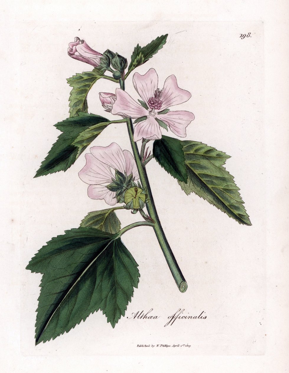 Proskurník lékařský nebo divoký nebo bílý fialový proskurník lékařský, Althaea officinalis. Ručně kolorovaná mědirytina z botanické ilustrace od Jamese Sowerbyho z Williama Woodvilla a Sira Williama Jacksona Hookera "" Medical Botany "," John Bohn, Londo od James Sowerby