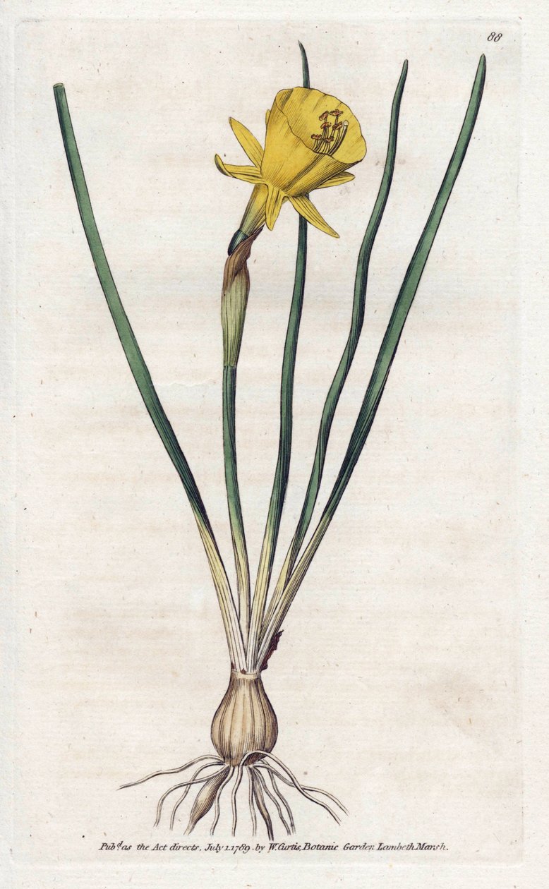 Medusa Trumpet - Litografie od Jamese Sowerbyho (1757-1822), z botanického časopisu Williama Curtise (1746-1799) od James Sowerby