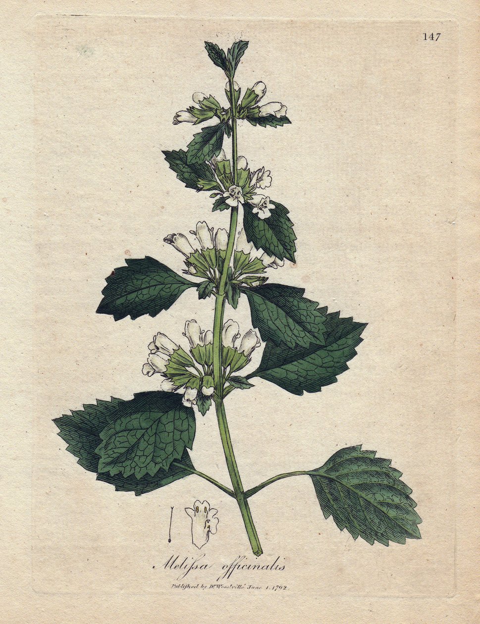 Melisse Officinale (Melissa Officinalis). Ruční gravírování mědi z ilustrace Jamese Sowerbyho. Výňatek z knihy Williama Woodville a Sir William Jackson Hooker ”„ Botanique Medicinale ““ 1832. Neúnavný Sowerby (1757-1822) Drew od James Sowerby
