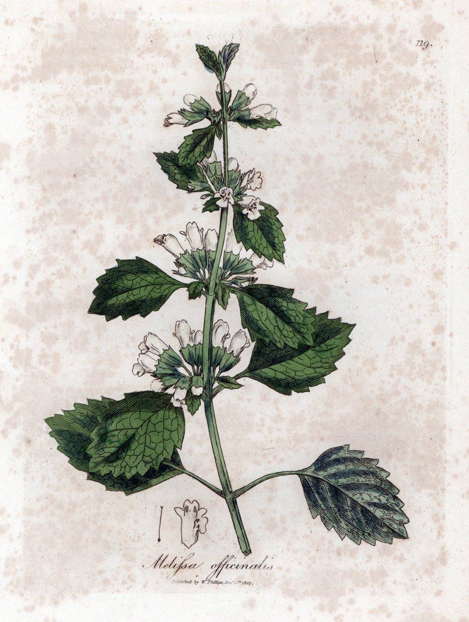 Meduňka lékařská nebo meduňka lékařská - Meduňka lékařská, Melissa officinalis. Ručně kolorovaná mědirytina z botanické ilustrace Jamese Sowerbyho z Williama Woodvilla a Sira Williama Jacksona Hookera "" Medical Botany "," John Bohn, Londýn od James Sowerby