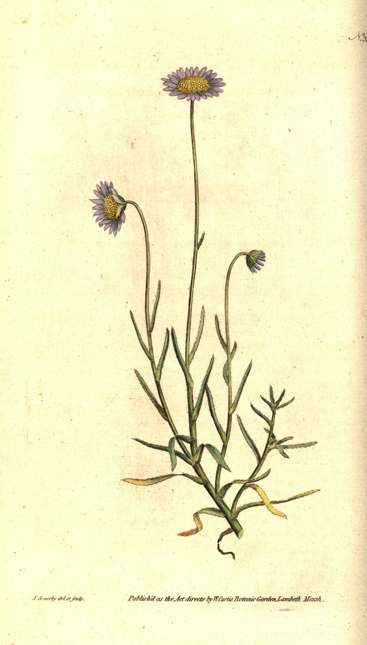 Astra mignonette - Felicia tenella (Astra štětinolistá, Aster tenellus). Ručně kolorovaná mědirytina a botanická ilustrace od Jamese Sowerbyho z The Botanical Magazine Williama Curtise, Lambeth Marsh, Londýn od James Sowerby