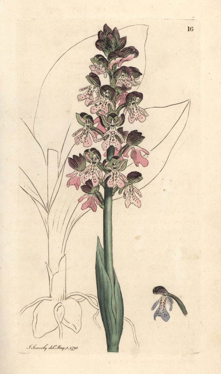 Orchis vojenský, Orchis militaris (Orchis warrior) Ručně kolorovaná mědirytina podle ilustrace Jamese Sowerbyho z James Smith