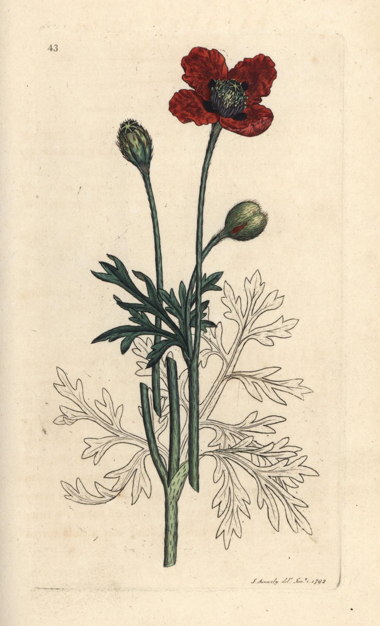 Mák kříženec nebo mák kulatý, Papaver hybridum. Ručně kolorovaná mědirytina podle ilustrace Jamese Sowerbyho z James Smith