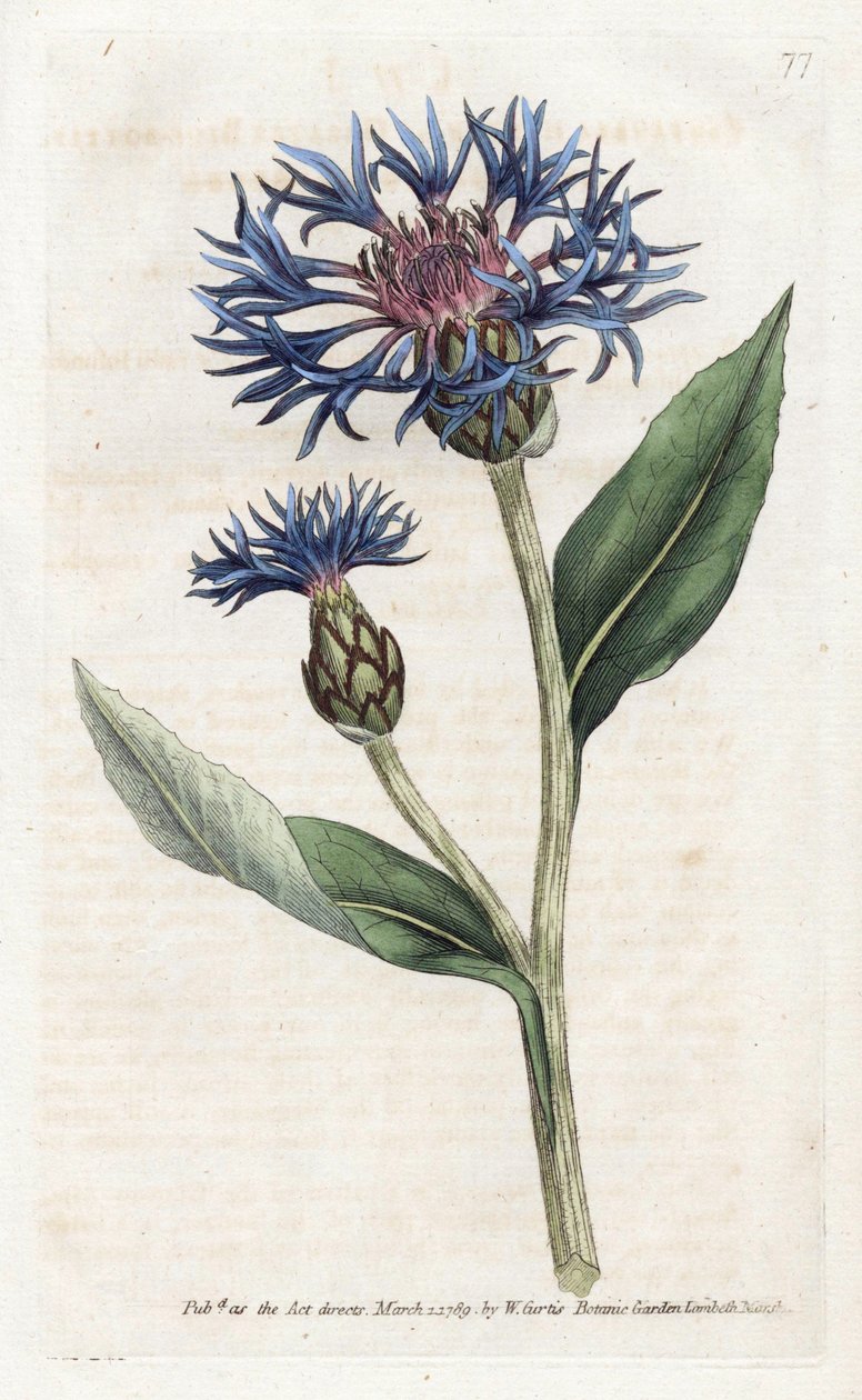 Mountain Centauree nebo Trvalá borůvka - Litografie od Jamese Sowerbyho (1757-1822), z botanického časopisu Williama Curtise (1746-1799) od James Sowerby