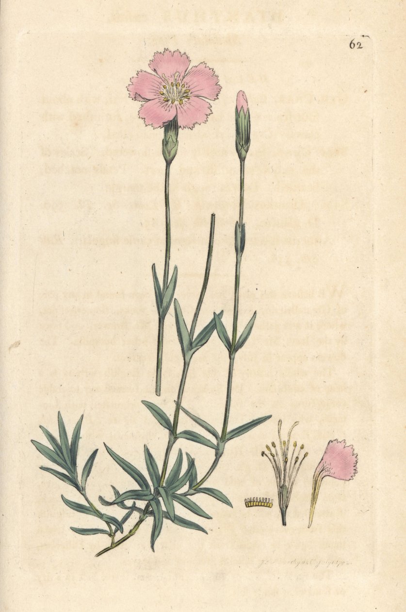 Horská růžová, Dianthus caesius. Ručně kolorovaná mědirytina podle ilustrace Jamese Sowerbyho z James Smith