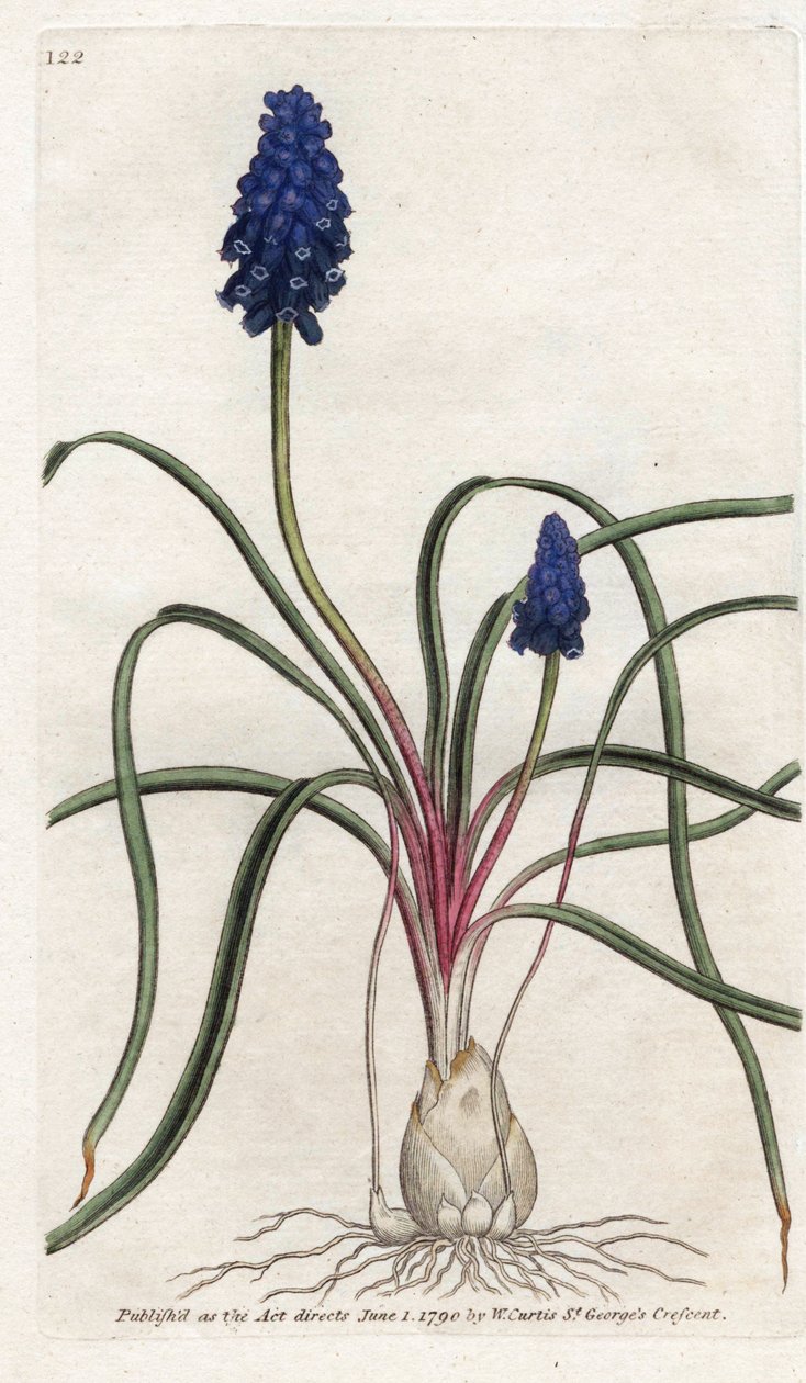 Muscari a parta nebo muscari neglige - Litografie od Jamese Sowerbyho (1757-1822), z Botanical Magazine od Williama Curtise (1746-1799) od James Sowerby