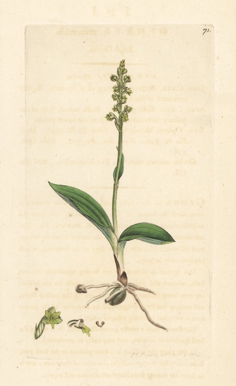 Orchidej pižmová, Herminium monorchis (Musk orchis, Ophrys monorchis). Ručně kolorovaná mědirytina podle ilustrace Jamese Sowerbyho z James Smith