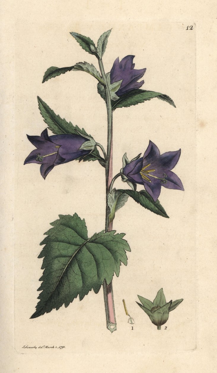 Zvonek kopřivový, Campanula trachelium (Campanule gantelee) Ručně kolorovaná mědirytina podle ilustrace Jamese Sowerbyho z James Smith