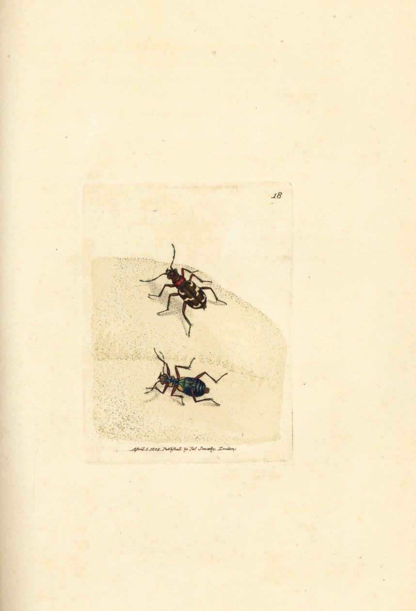 Severní duna tygr brouk, Cicindela hybrida. Ručně kolorovaná mědirytina od Jamese Sowerbyho z The British Miscellany nebo Barevné figurky nových, vzácných nebo málo známých zvířecích předmětů. od James Sowerby