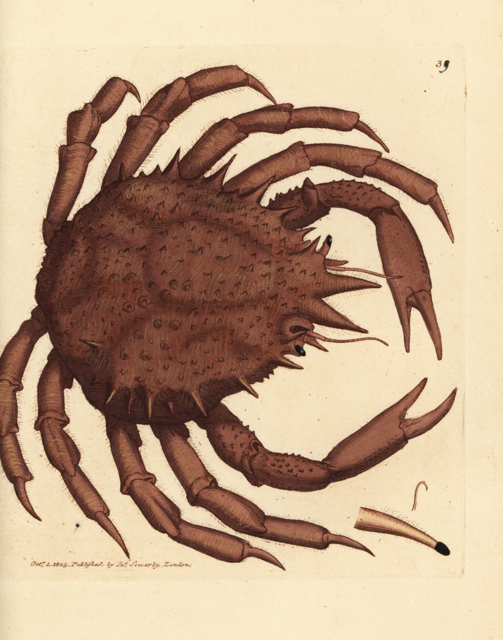 Norský královský krab nebo severní kamenný krab, Lithodes maja. Ručně kolorovaná mědirytina od Jamese Sowerbyho z The British Miscellany nebo Barevné figurky nových, vzácných nebo málo známých zvířecích předmětů. od James Sowerby