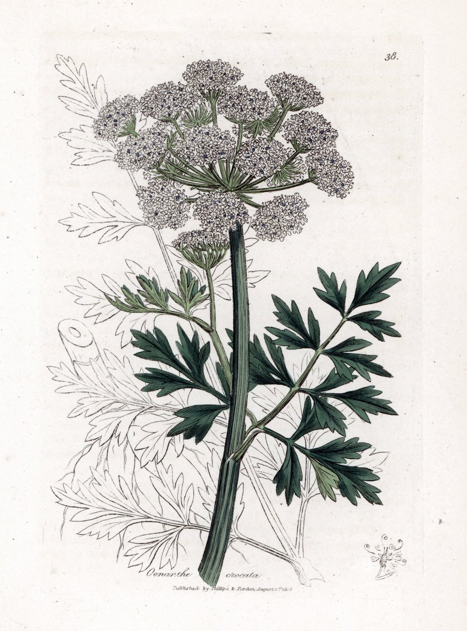 Oenanthe safranee - jedlovec vodní, Oenanthe crocata. Ručně kolorovaná mědirytina z botanické ilustrace Jamese Sowerbyho z Williama Woodvilla a Sira Williama Jacksona Hookera "" Medical Botany "," John Bohn, Londýn od James Sowerby