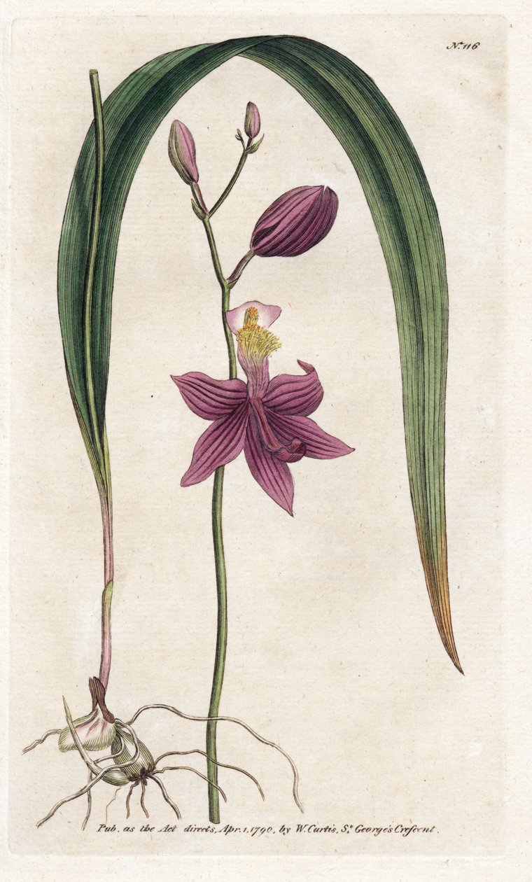 Orchid: calopogon tuberus - Litografie od Jamese Sowerbyho (1757-1822), z botanického časopisu Williama Curtise (1746-1799) od James Sowerby