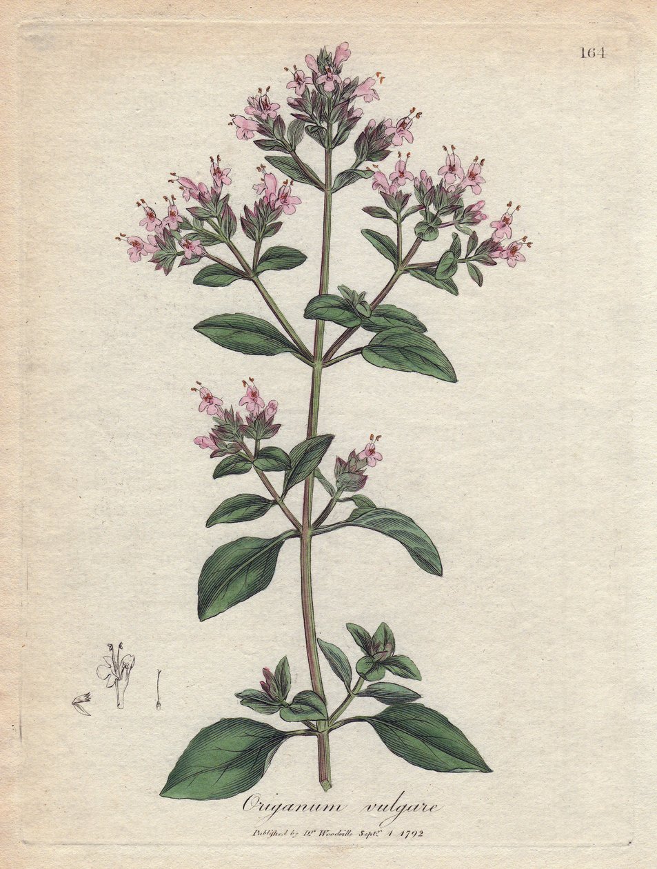 Oregano. Ručně kolorovaná mědirytina z kresby Jamese Sowerbyho (1757-1822), v Botanique Medicinale od James Sowerby