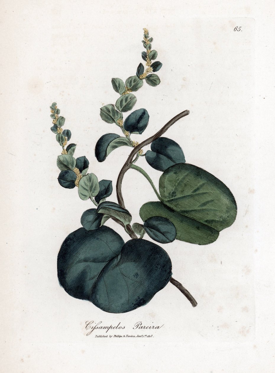 Pareira brava cissampelos, Cissampelos pareira pareira. Ručně kolorovaná mědirytina z botanické ilustrace Jamese Sowerbyho z Williama Woodvilla a Sira Williama Jacksona Hookera "" Medical Botany "," John Bohn, Londýn od James Sowerby