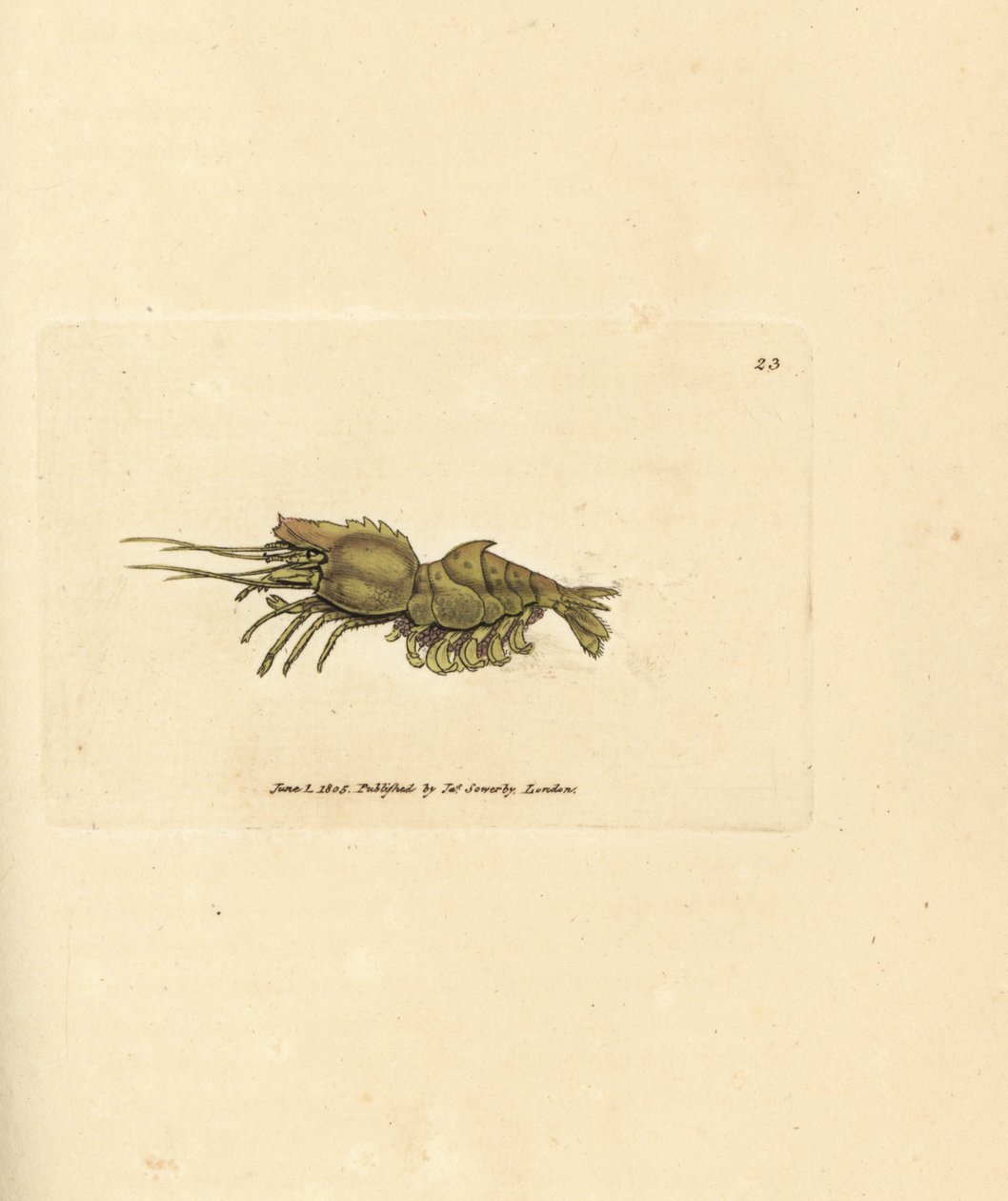 Parrot krevety, spirontocaris spinus (páteř podložený krevety; rakovina spinus). Ruční gravírování měděné desky od Jamese Sowerbyho z britské miscellany nebo barevné postavy nových, vzácných nebo málo známých zvířecích předmětů. od James Sowerby