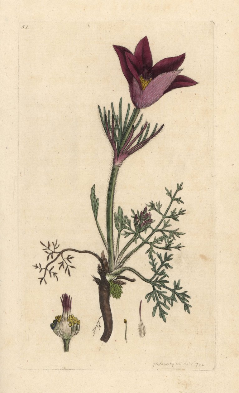 Pasqueflower, Anemone pulsatilla (pulsatille) Ručně kolorovaná mědirytina podle ilustrace Jamese Sowerbyho z James Smith