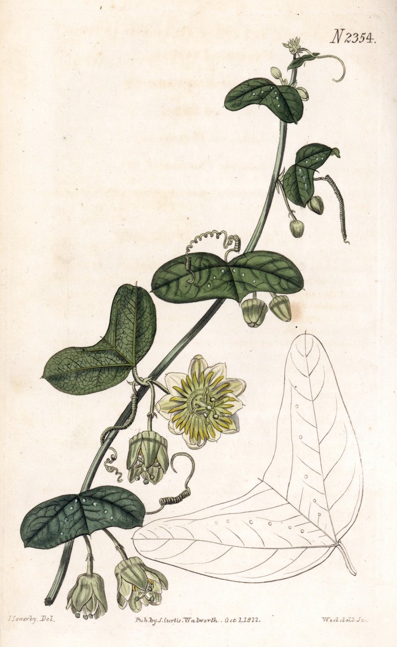 Odrůda mučenky - Passiflora biflora (mučenka půlměsícová, Passiflora lunata). Ručně kolorovaná mědirytina od Weddella podle ilustrace Jamese Sowerbyho z „“ botanického časopisu“ Samuela Curtise v Londýně od James Sowerby