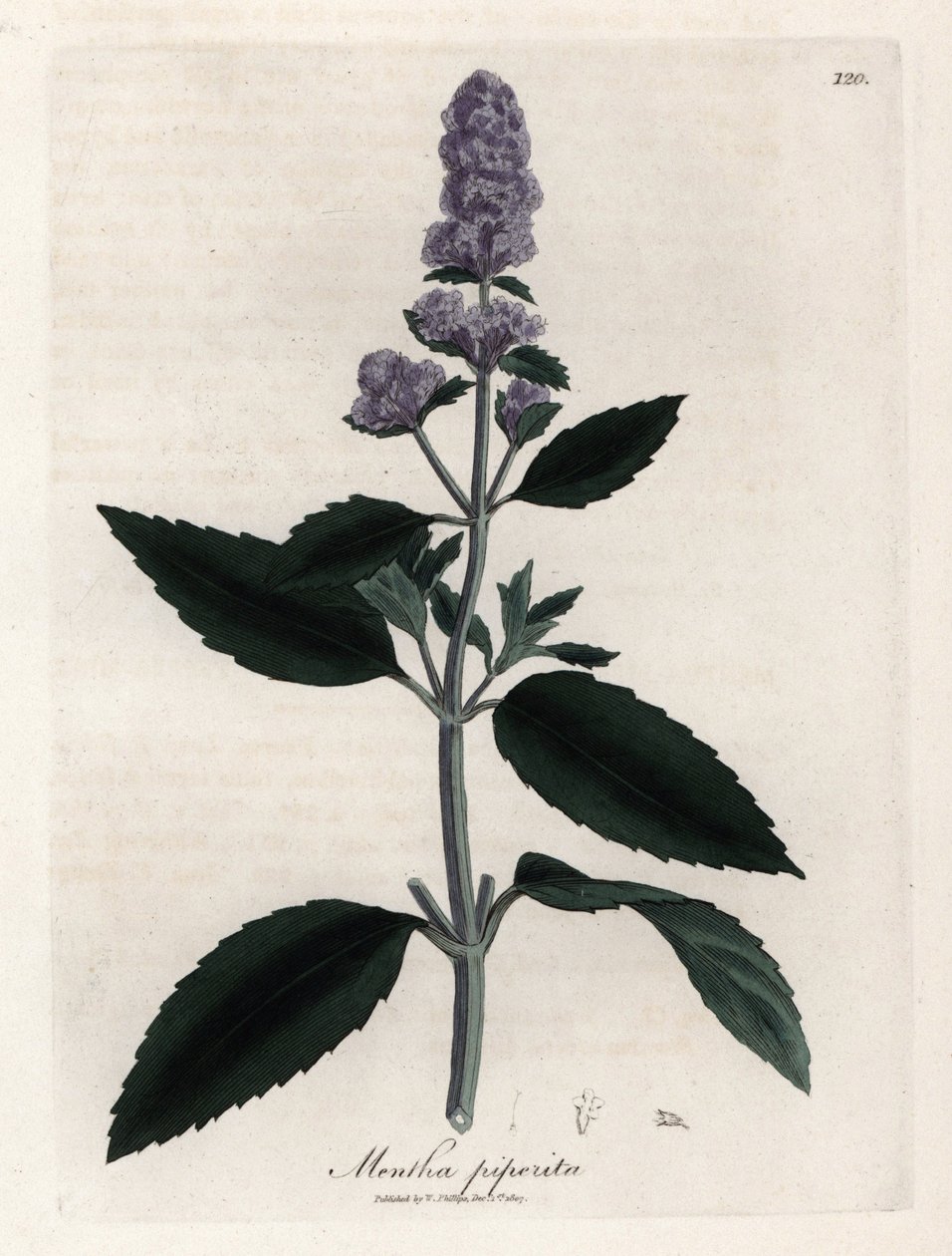 Máta peprná. Ručně kolorovaná mědirytina z kresby Jamese Sowerbyho (1757-1822), v Botanique Medicinale od James Sowerby