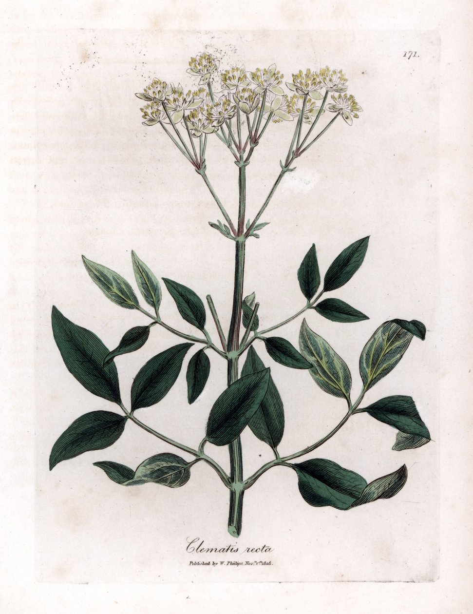 Plamének vytrvalý - Panenská altánek vzpřímený, Clematis recta. Ručně kolorovaná mědirytina z botanické ilustrace Jamese Sowerbyho z Williama Woodvilla a Sira Williama Jacksona Hookera "" Medical Botany "," John Bohn, Londýn od James Sowerby