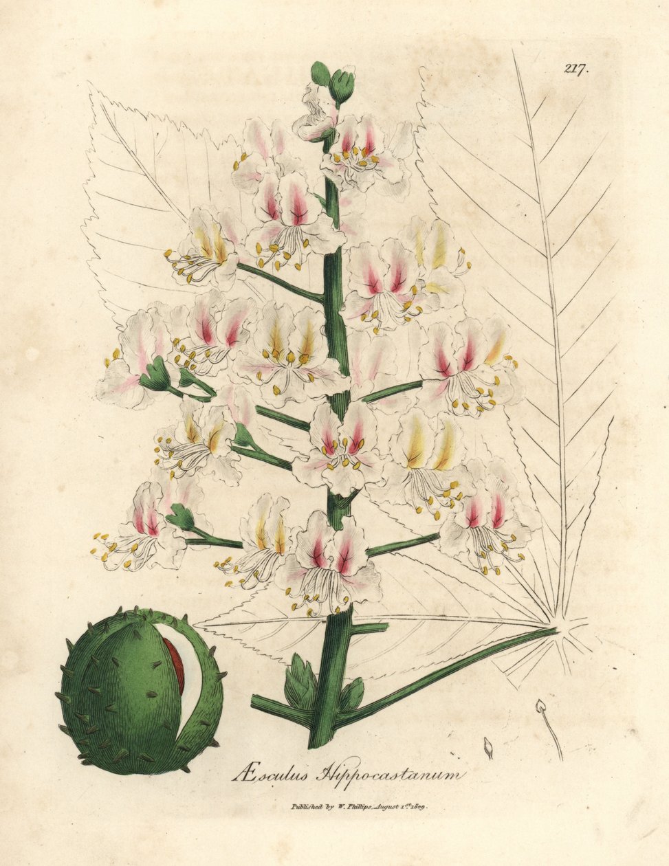 Růžový květ a plod jírovce, Aesculus hippocastanum od James Sowerby