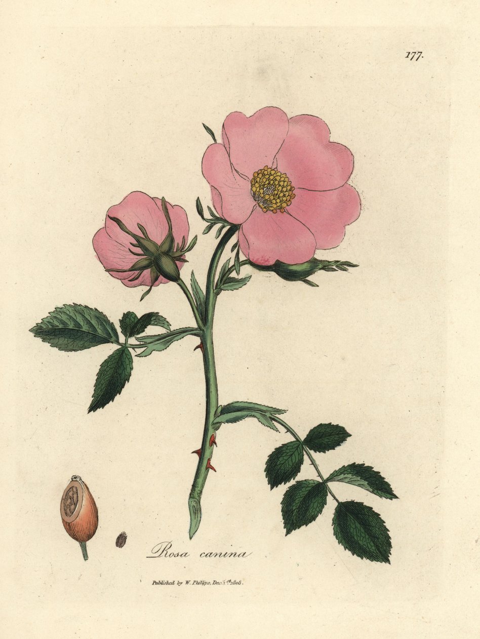 Růžová psí růže se šípkem, Rosa canina od James Sowerby