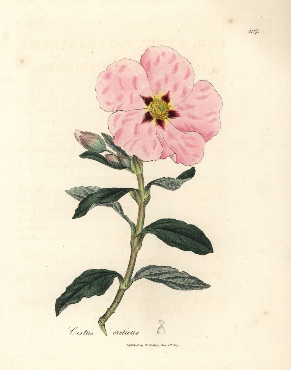 Růžově květovaný krétský cistus, Cistus creticus od James Sowerby