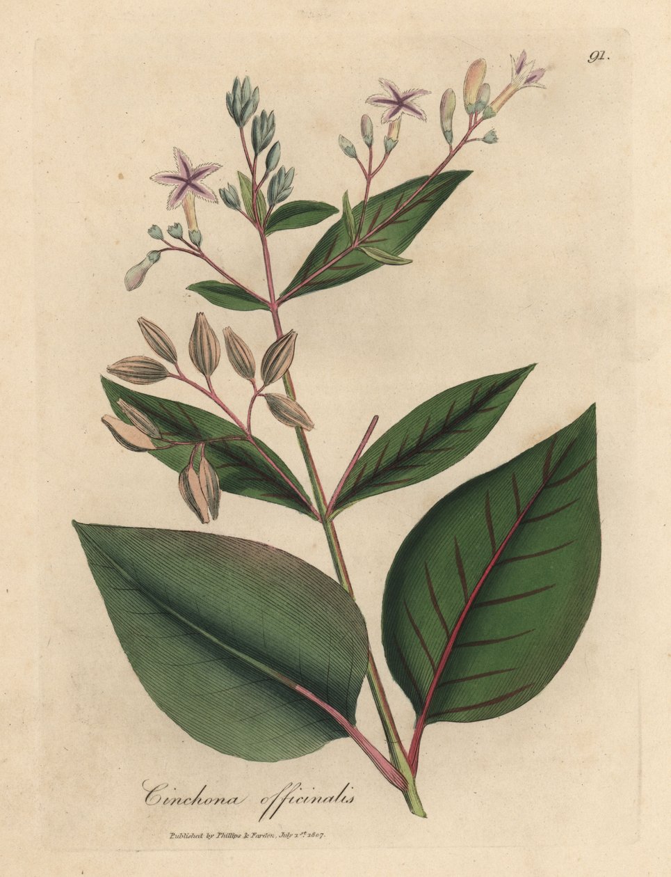 Růžově kvetoucí peruánský kůrový strom, Cinchona officinalis od James Sowerby