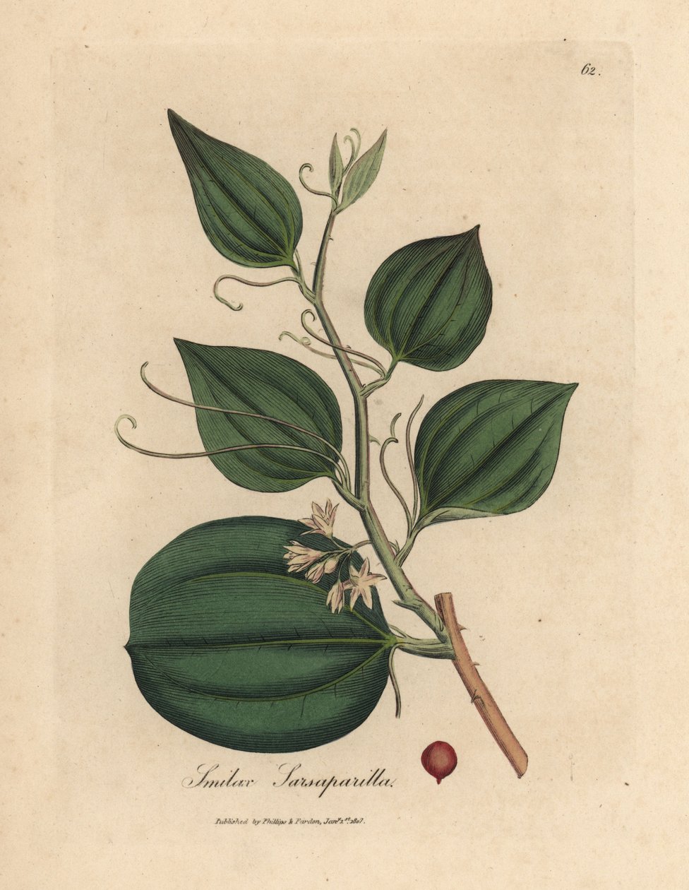 Růžově květované a bobule sarsaparilla smilax, Smilax sarsaparilla od James Sowerby