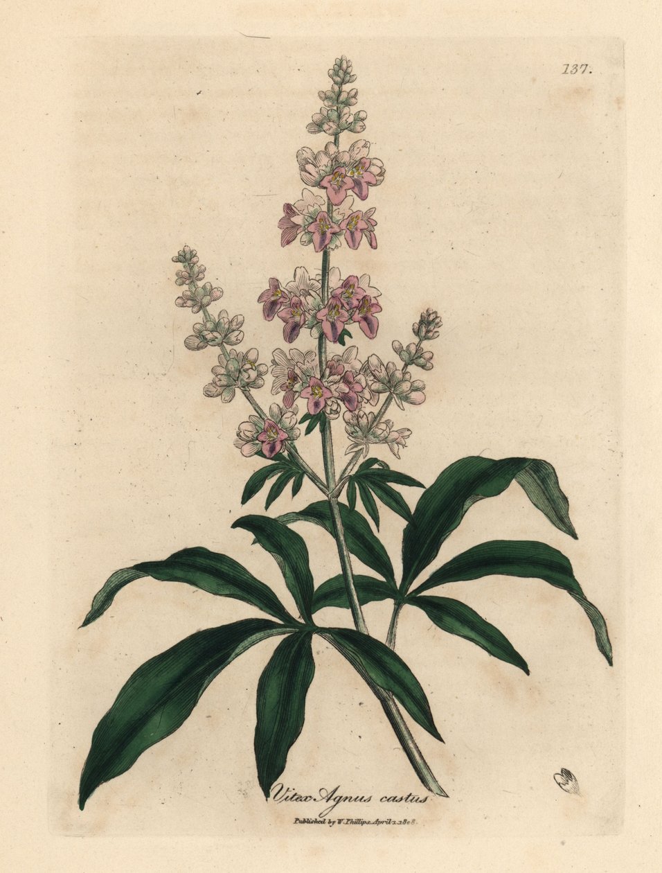 Růžový kvetoucí strom, Vitex Agnus Castus od James Sowerby