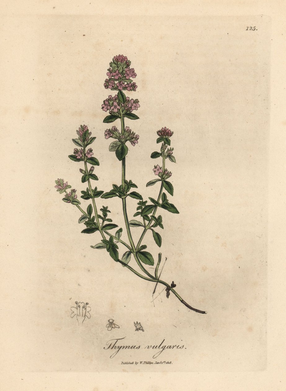 Růžově květovaný zahradní tymián, Thymus vulgaris od James Sowerby