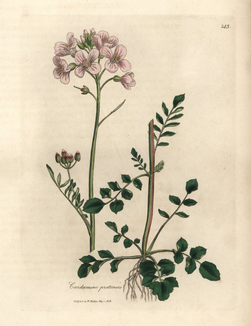 Růžově květovaná dámská halena nebo kukačka, Cardamine pratensis od James Sowerby