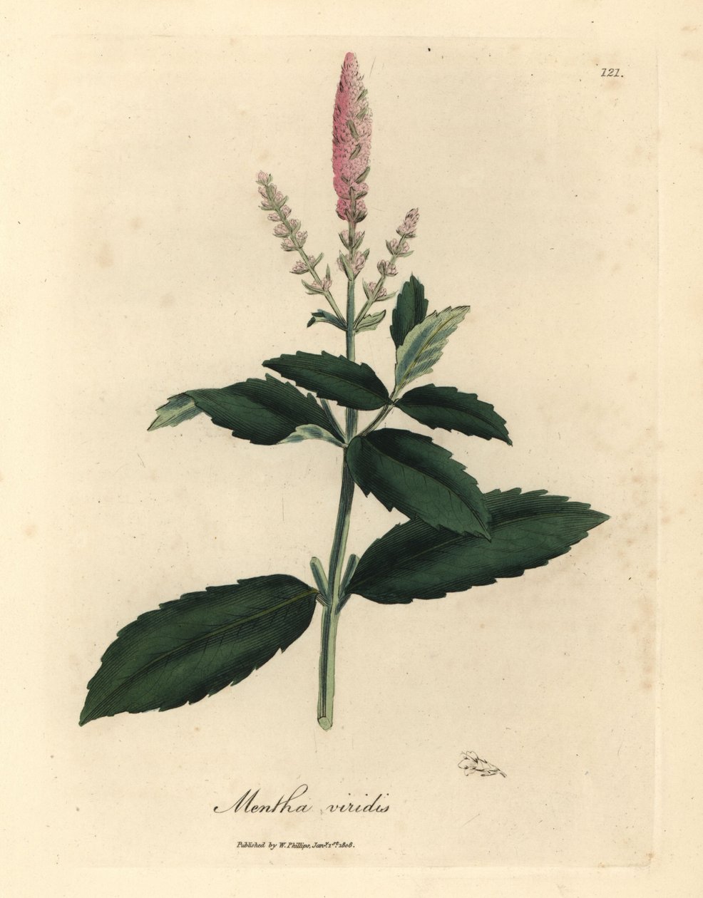 Máta růžová, Mentha viridis od James Sowerby