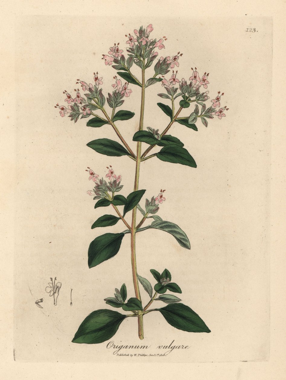 Růžově květovaná divoká majoránka, Origanum vulgare od James Sowerby
