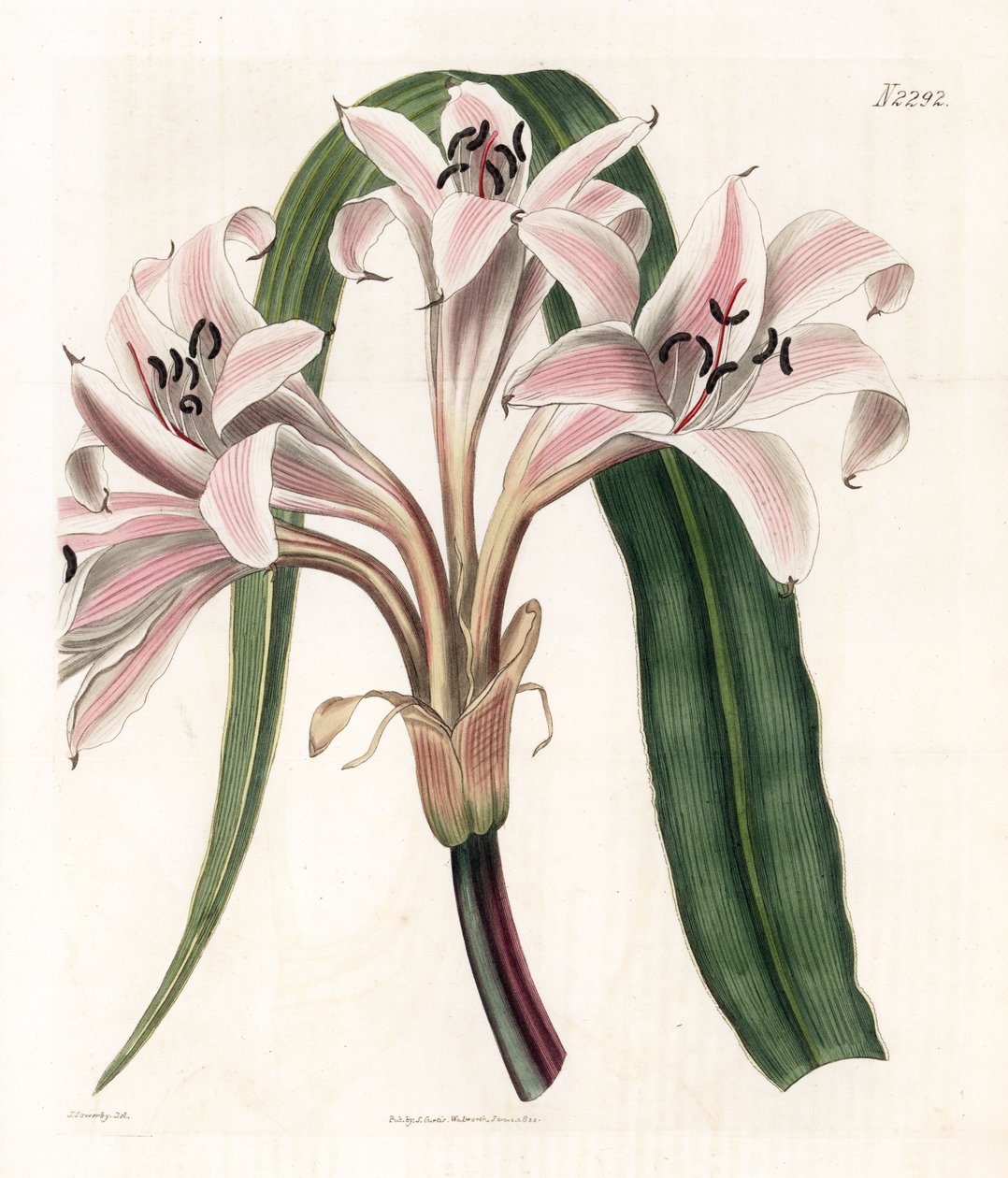 Růžová lilie odrůda - Růžová trubačí lilie, Crinum latifolium (Molucca crinum, Crinum moluccanum). Ručně kolorovaná mědirytina od Weddella podle ilustrace Jamese Sowerbyho z „“ botanického časopisu“ Samuela Curtise v Londýně od James Sowerby