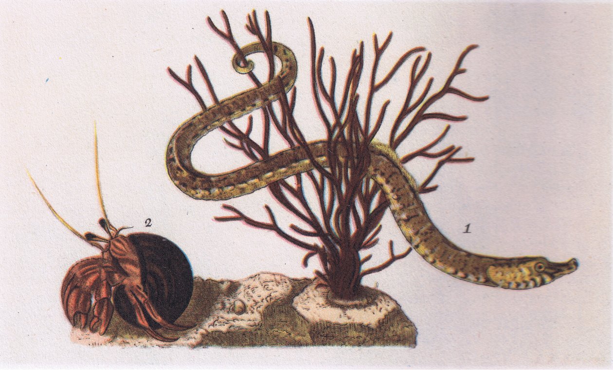 Pipe Fish and Hermit Crab, Nature in Britain vydal Collins, 1946 od James Sowerby