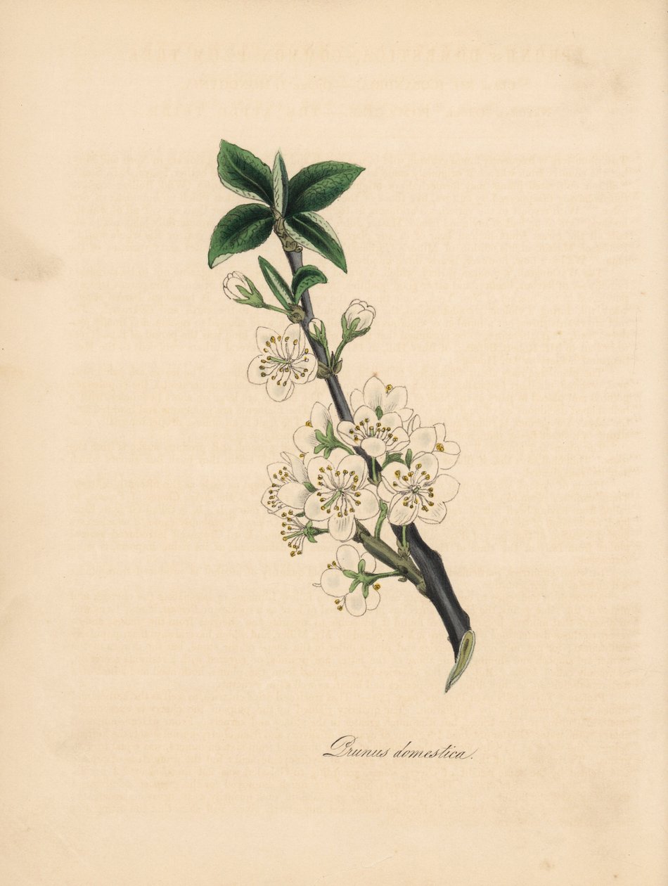 Švestka - Švestka obecná, Prunus domestica. Převzato z ilustrace Jamese Sowerbyho z „Lékařské botaniky“ Williama Woodvilla.“ Ručně kolorovaný zinkograf od C. Chabota nakreslený slečnou M. A. Burnett z jejího „“ Plantae Utiliores: or Illustrations of Usef od James Sowerby
