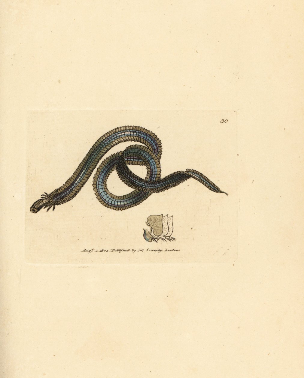 Červ mnohoštětinatců, Phyllodoce lamelligera (Nereis lamelligera). Ručně kolorovaná mědirytina od Jamese Sowerbyho z The British Miscellany nebo Barevné figurky nových, vzácných nebo málo známých zvířecích předmětů. od James Sowerby