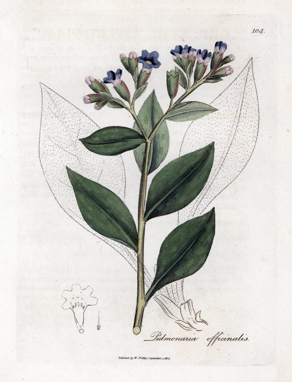 Plicník lékařský - Plicník lékařský, Pulmonia officinalis. Ručně kolorovaná mědirytina z botanické ilustrace Jamese Sowerbyho z Williama Woodvilla a Sira Williama Jacksona Hookera "" Medical Botany "," John Bohn, Londýn od James Sowerby