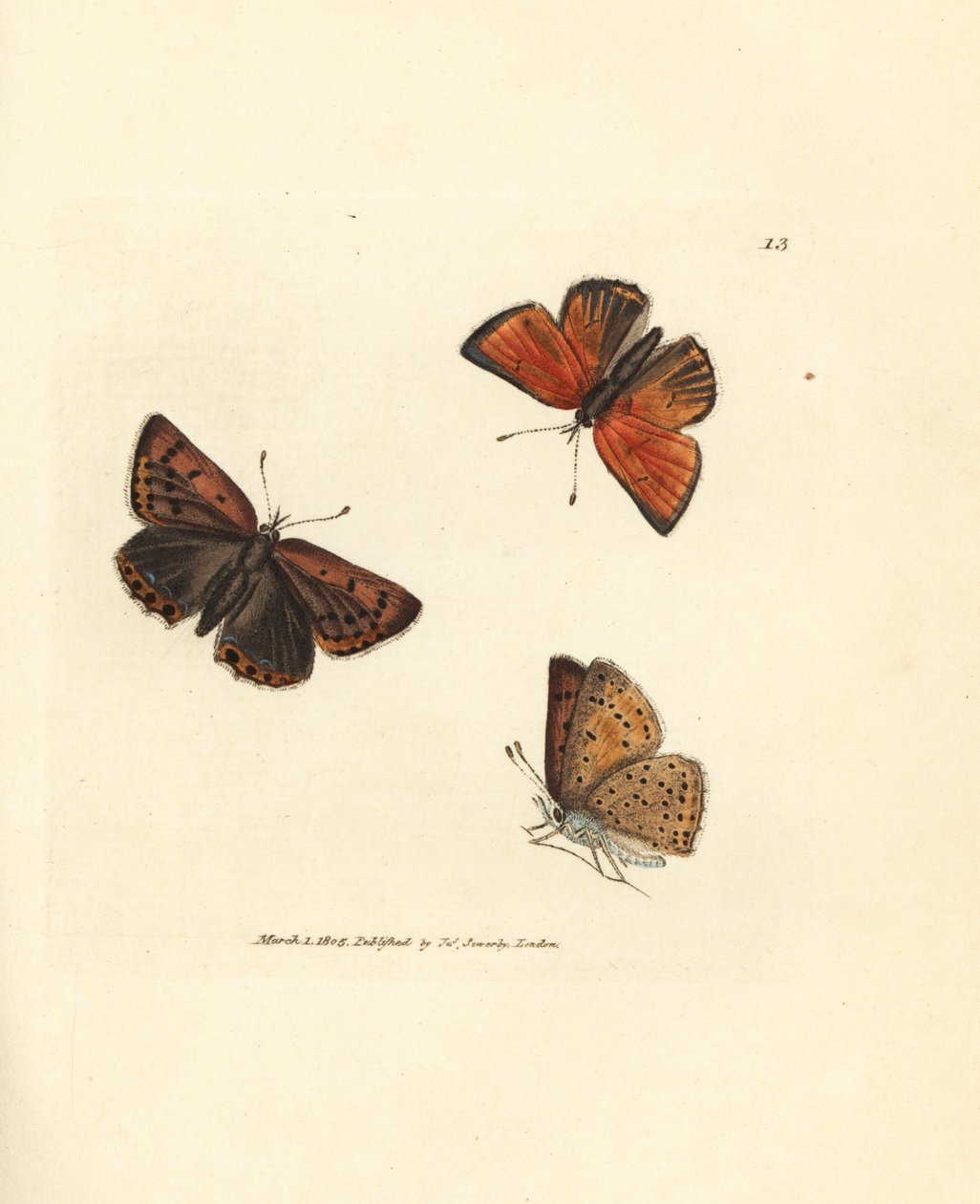 Měděný motýl s čistým ostřím, hroch Lycaena. Ručně kolorovaná mědirytina od Jamese Sowerbyho z The British Miscellany nebo Barevné figurky nových, vzácných nebo málo známých zvířecích předmětů. od James Sowerby