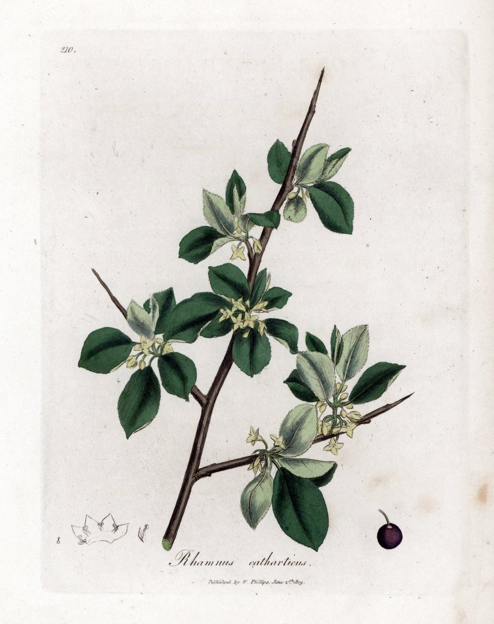 Rakytník pročisťující nebo pročisťující - Rakytník čistý, Rhamnus catharticus. Ručně kolorovaná mědirytina z botanické ilustrace Jamese Sowerbyho z Williama Woodvilla a Sira Williama Jacksona Hookera "" Medical Botany "," John Bohn, Londýn od James Sowerby
